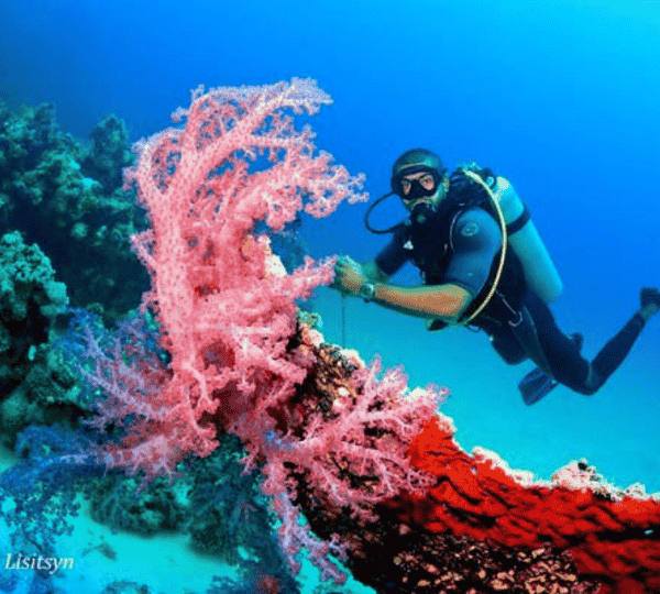 Sea Adventure