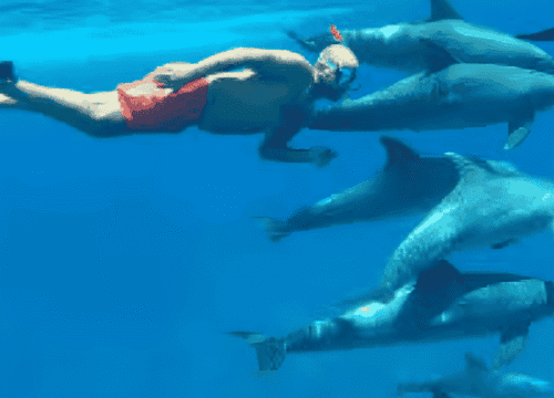 Dolphin House