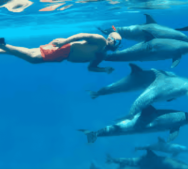 Dolphin House