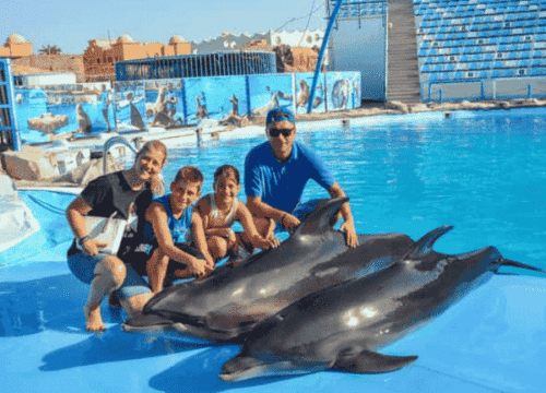 Dolphin Show